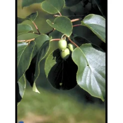 Almindelig Stikkelsbærkiwi Actinidia Arguta Potte 2,0 Liter,- Opbundet -Osmome Butik fi5614 actinidia arguta 3f2a