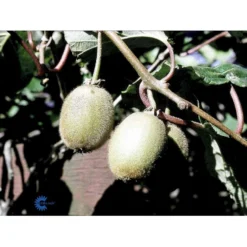 Kiwi 'Boskoop' Actinidia Chinensis 'Boskoop' (Hunplante) Potte 2,0 Liter,- Opbundet 7 Kiwi 'Boskoop' Actinidia Chinensis 'Boskoop' (Hunplante) Potte 2,0 Liter,- Opbundet -Osmome Butik fi5615 actinidia chinensis boskoop b258