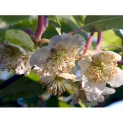 Kiwi 'Male' Actinidia Chinensis 'Male' (Hanplanter) Potte 2,0 Liter,- Opbundet 7 Kiwi 'Male' Actinidia Chinensis 'Male' (Hanplanter) Potte 2,0 Liter,- Opbundet -Osmome Butik fi5616 actinidia chinensis hanplanter a56d