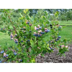 Storfrugtet Blåbær 'Patriot' Vaccinium Corymbosum 'Patriot' Potte 3,0 Liter,- Opbundet -Osmome Butik fi581 vaccinium corymbosum patriot 2f24