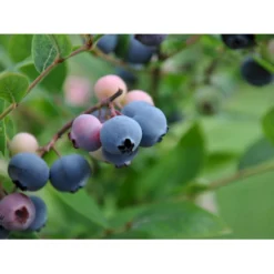 Storfrugtet Blåbær 'Patriot' Vaccinium Corymbosum 'Patriot' Potte 3,0 Liter,- Opbundet -Osmome Butik fi581 vaccinium corymbosum patriot f579