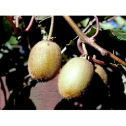 Kiwi 'Solo' Actinidia Chinensis 'Solo' (Selvbestøvende) Potte 2,0 Liter,- Opbundet 60-100 Cm -Osmome Butik fi5 actinidia chinensis 3a3a processed