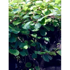 Kiwi 'Solo' Actinidia Chinensis 'Solo' (Selvbestøvende) Potte 2,0 Liter,- Opbundet 60-100 Cm -Osmome Butik fi5 actinidia chinensis 7523 processed