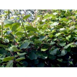 Kiwi 'Solo' Actinidia Chinensis 'Solo' (Selvbestøvende) Potte 2,0 Liter,- Opbundet 60-100 Cm -Osmome Butik fi5 actinidia chinensis a876 processed