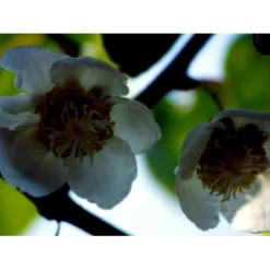 Kiwi 'Solo' Actinidia Chinensis 'Solo' (Selvbestøvende) Potte 2,0 Liter,- Opbundet 60-100 Cm -Osmome Butik fi5 actinidia chinensis dcbe processed