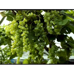 Vin 'Himrod' Vitis Vinifera 'Himrod' Potte 3,0 Liter,- Opbundet 80-100 Cm. -Osmome Butik fi621 vitis vinifera himrod 42dd
