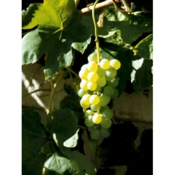 Vin 'Himrod' Vitis Vinifera 'Himrod' Potte 3,0 Liter,- Opbundet 80-100 Cm. -Osmome Butik fi621 vitis vinifera himrod 5d9d