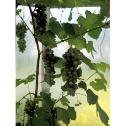 Vin 'Vanessa' Vitis Vinifera 'Vanessa' Potte 3,0 Liter,- Opbundet 80-100 Cm. -Osmome Butik fi643 vitis vinifera vanessa 9400