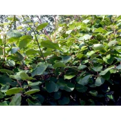 Kiwi 'Jenny' Actinidia Chinensis 'Jenny' (Selvbestøvende) Potte 2,0 Liter,- Opbundet -Osmome Butik fi6 actinidia chinensis jenny 2f27 processed