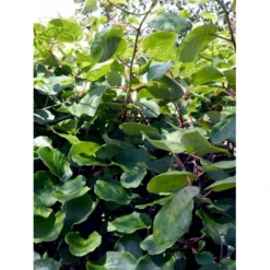 Kiwi 'Jenny' Actinidia Chinensis 'Jenny' (Selvbestøvende) Potte 2,0 Liter,- Opbundet -Osmome Butik fi6 actinidia chinensis jenny 93d1 processed
