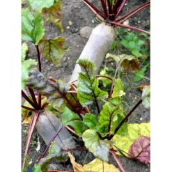 Aflang Rødbede 'Forono' Beta Vulgaris 'Forono' Pose Med Frø Eller Løg, 20 -Osmome Butik fi7697 beta vulgaris 6c21