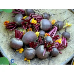 Aflang Rødbede 'Forono' Beta Vulgaris 'Forono' Pose Med Frø Eller Løg, 20 -Osmome Butik fi7697 beta vulgaris b703