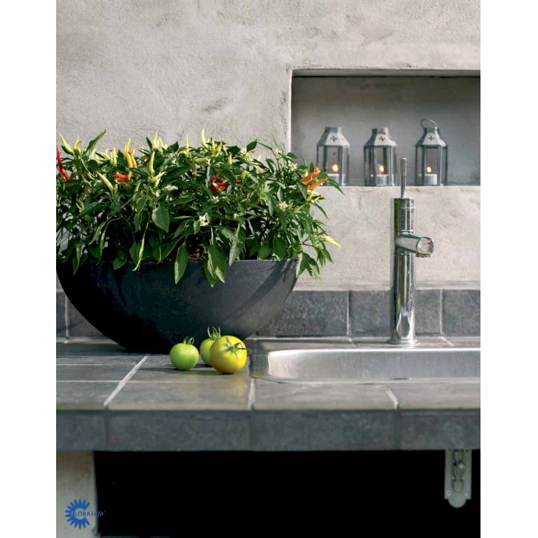 Chilipeber 'Lombardo' Capsicum Annuum 'Lombardo' Pose Med Frø Eller Løg, 5 3 Chilipeber 'Lombardo' Capsicum Annuum 'Lombardo' Pose Med Frø Eller Løg, 5 - Billede 3