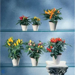 Chilipeber 'Lombardo' Capsicum Annuum 'Lombardo' Pose Med Frø Eller Løg, 5 14 Chilipeber 'Lombardo' Capsicum Annuum 'Lombardo' Pose Med Frø Eller Løg, 5 -Osmome Butik fi918 capsicum annuum b581