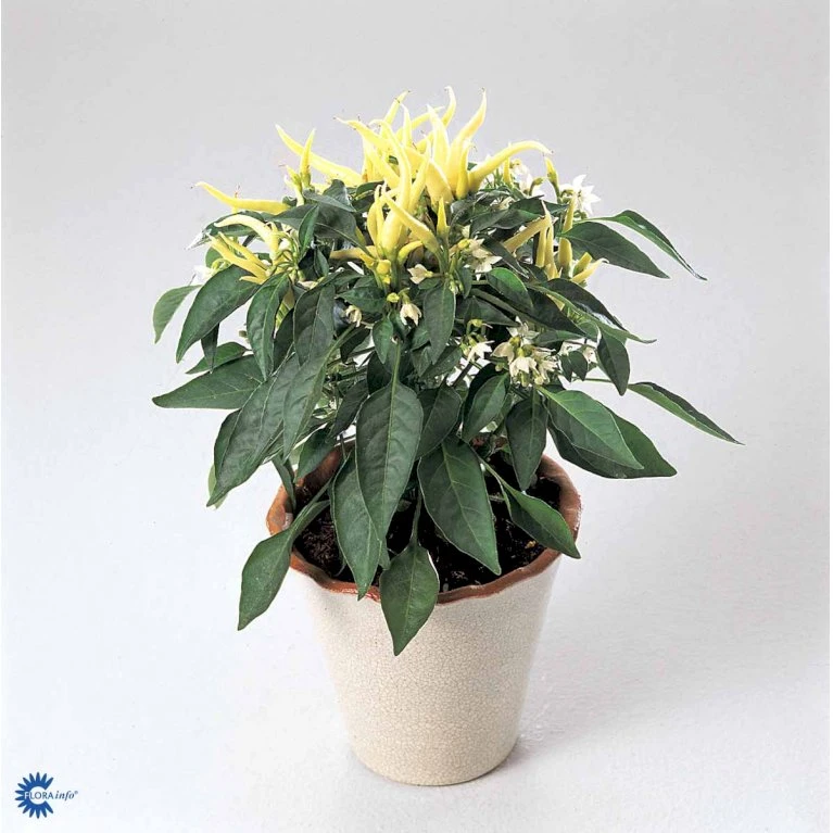 Chilipeber 'Lombardo' Capsicum Annuum 'Lombardo' Pose Med Frø Eller Løg, 5 5 Chilipeber 'Lombardo' Capsicum Annuum 'Lombardo' Pose Med Frø Eller Løg, 5 - Billede 5