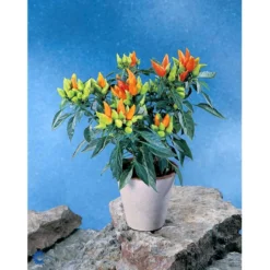 Chilipeber 'Lombardo' Capsicum Annuum 'Lombardo' Pose Med Frø Eller Løg, 5 15 Chilipeber 'Lombardo' Capsicum Annuum 'Lombardo' Pose Med Frø Eller Løg, 5 -Osmome Butik fi918 capsicum annuum ea69