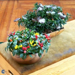 Chilipeber 'Lombardo' Capsicum Annuum 'Lombardo' Pose Med Frø Eller Løg, 5 11 Chilipeber 'Lombardo' Capsicum Annuum 'Lombardo' Pose Med Frø Eller Løg, 5 -Osmome Butik fi918 capsicum annuum f2f9