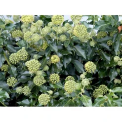 Busk-Vedbend 'Arborescens' Hedera Helix 'Arborescens' Potte 2,0 Liter,- 40-60 Cm. -Osmome Butik mi1133 hedera helix arborescens 2bd1