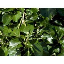 Busk-Vedbend 'Arborescens' Hedera Helix 'Arborescens' Potte 2,0 Liter,- 40-60 Cm. -Osmome Butik mi1133 hedera helix arborescens e49a