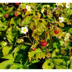 Skovjordbær Fragaria Vesca 10 Cm. Potte