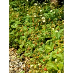 Skovjordbær Fragaria Vesca 10 Cm. Potte -Osmome Butik mi11590 fragaria vesca 4e6f