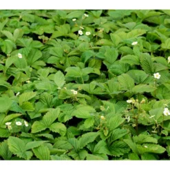 Skovjordbær Fragaria Vesca 10 Cm. Potte -Osmome Butik mi11590 fragaria vesca e6c6