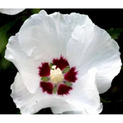Syrisk Rose 'Red Heart' Hibiscus Syriacus 'Red Heart' Potte 2,0 Liter,- 30-40 Cm. -Osmome Butik mi1202 hibiscus syriacus red heart 10eb