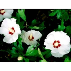 Syrisk Rose 'Red Heart' Hibiscus Syriacus 'Red Heart' Potte 2,0 Liter,- 30-40 Cm.