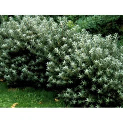 Havtorn 'Hikul' (han) Hippophae Rhamnoides 'Hikul' (han) Potte 4,0 Liter,- 50-60 Cm. -Osmome Butik mi1217 hippophae rhamnoides hikul c6de