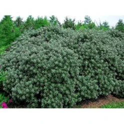 Havtorn 'Hikul' (han) Hippophae Rhamnoides 'Hikul' (han) Potte 4,0 Liter,- 50-60 Cm. -Osmome Butik mi1217 hippophae rhamnoides hikul ff88