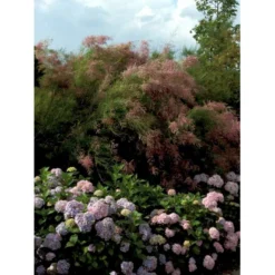 Hortensia 'Bouquet Rose' Hydrangea Macrophylla 'Bouquet Rose' 3,5 Liter Potte -Osmome Butik mi1258 hydrangea macrophylla bouquet rose e652