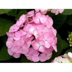 Japansk Hortensia 'Preziosa' Hydrangea Serrata 'Preziosa' 3,5 Liter Potte