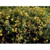 Perikon 'Hidcote' Hypericum Hookerianum 'Hidcote' 3,5 Liter Potte