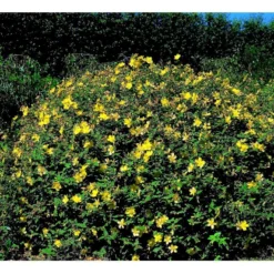 Perikon 'Hidcote' Hypericum Hookerianum 'Hidcote' 3,5 Liter Potte 6 Perikon 'Hidcote' Hypericum Hookerianum 'Hidcote' 3,5 Liter Potte -Osmome Butik mi1272 hypericum hidcote 631b