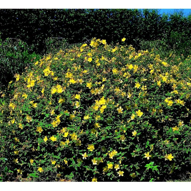 Perikon 'Hidcote' Hypericum Hookerianum 'Hidcote' 3,5 Liter Potte 3 Perikon 'Hidcote' Hypericum Hookerianum 'Hidcote' 3,5 Liter Potte - Billede 3