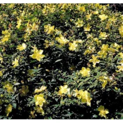 Perikon 'Hidcote' Hypericum Hookerianum 'Hidcote' 3,5 Liter Potte 7 Perikon 'Hidcote' Hypericum Hookerianum 'Hidcote' 3,5 Liter Potte -Osmome Butik mi1272 hypericum hidcote 8b30