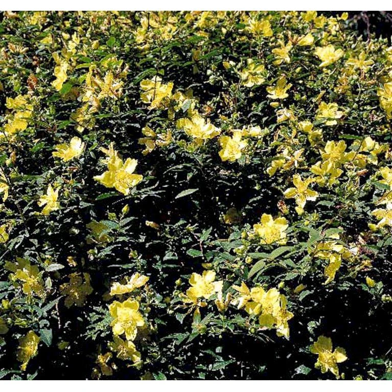 Perikon 'Hidcote' Hypericum Hookerianum 'Hidcote' 3,5 Liter Potte 4 Perikon 'Hidcote' Hypericum Hookerianum 'Hidcote' 3,5 Liter Potte - Billede 4