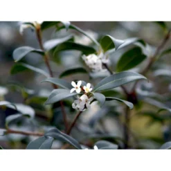 Stenved Osmanthus Burkwoodi Potte 3,5 Liter 20-30 Cm. -Osmome Butik mi12877 osmanthus x burkwoodii 9d97