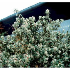 Stenved Osmanthus Burkwoodi Potte 3,5 Liter 20-30 Cm. -Osmome Butik mi12877 osmanthus x burkwoodii df20