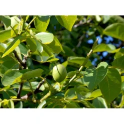 Almindelig Valnød Juglans Regia Heister 200-250 Cm. Med Potte 15 Almindelig Valnød Juglans Regia Heister 200-250 Cm. Med Potte -Osmome Butik mi1351 juglans regia 13cc