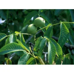 Almindelig Valnød Juglans Regia Heister 200-250 Cm. Med Potte 14 Almindelig Valnød Juglans Regia Heister 200-250 Cm. Med Potte -Osmome Butik mi1351 juglans regia 4ad4