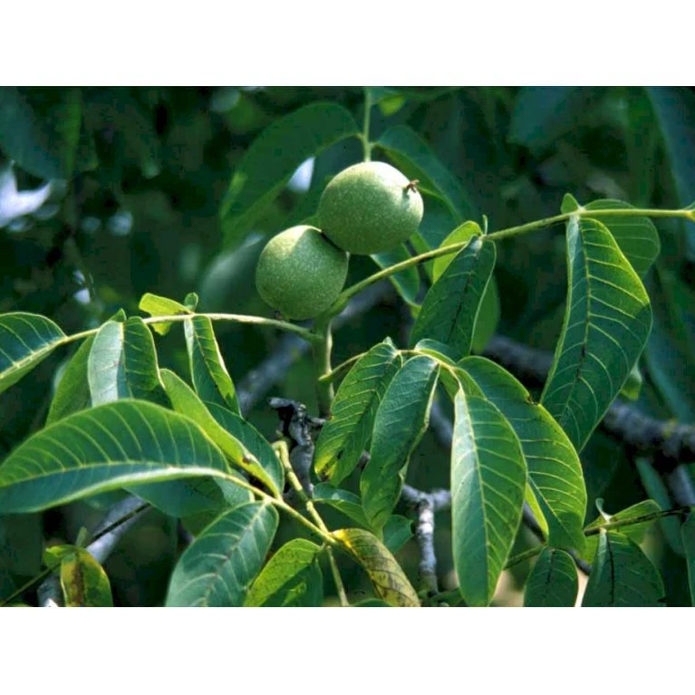 Almindelig Valnød Juglans Regia Heister 200-250 Cm. Med Potte 6 Almindelig Valnød Juglans Regia Heister 200-250 Cm. Med Potte - Billede 6