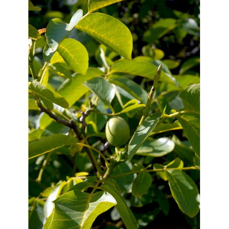 Almindelig Valnød Juglans Regia Heister 200-250 Cm. Med Potte 8 Almindelig Valnød Juglans Regia Heister 200-250 Cm. Med Potte - Billede 8