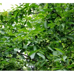 Almindelig Valnød Juglans Regia Heister 200-250 Cm. Med Potte 13 Almindelig Valnød Juglans Regia Heister 200-250 Cm. Med Potte -Osmome Butik mi1351 juglans regia ab6e