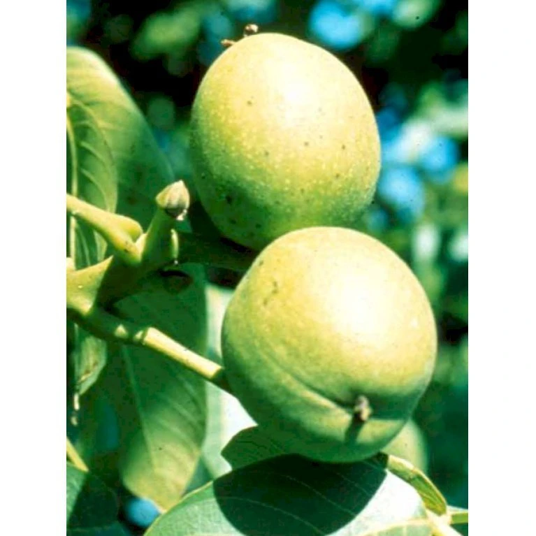 Almindelig Valnød Juglans Regia Heister 200-250 Cm. Med Potte 9 Almindelig Valnød Juglans Regia Heister 200-250 Cm. Med Potte - Billede 9