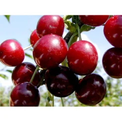 Sur Kirsebær Skyggemorel Prunus X Skyggemorel 4-8 Grene, 140-180 Cm. 10 Liter Potte