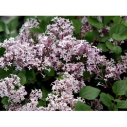 Dværgsyren 'Heimdal' Syringa Meyeri 'Heimdal' Potte 3,5 Liter 30-40 Cm.