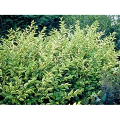 Gul Bredbladet Liguster Ligustrum Ovalifolium 'Aureum' Potte 12 Liter,- 100-125 Cm. -Osmome Butik mi1433 ligustrum ovalifolium aureum 3e53