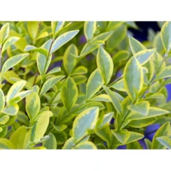 Gul Bredbladet Liguster Ligustrum Ovalifolium 'Aureum' Potte 12 Liter,- 100-125 Cm. -Osmome Butik mi1433 ligustrum ovalifolium aureum 8dbe