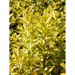 Gul Bredbladet Liguster Ligustrum Ovalifolium 'Aureum' Potte 12 Liter,- 100-125 Cm. -Osmome Butik mi1433 ligustrum ovalifolium aureum ca96